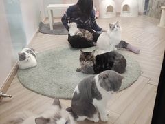 -酷豆宠物咖啡·宠物美食·撸猫馆