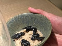 -Fumée 拂鳴