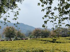 -雁南飞茶田景区