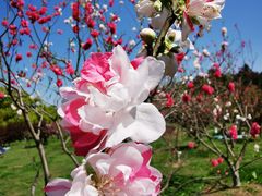 -上海共青森林公园