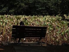 -绍兴镜湖国家城市湿地公园