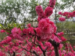 -元大都城垣遗址公园