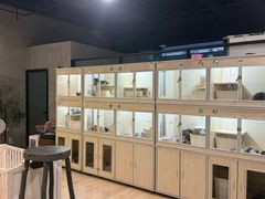 -70cat德文卷毛猫·缅因猫纯种猫舍
