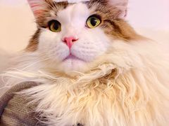 -爱侣宠医·鹦鹉专科·小型哺乳类·异宠专科(灵石路店)