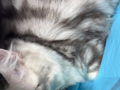 -达爱动物医院·犬猫分区·CT·复杂眼科(远洋山水分院)
