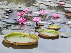 -中国科学院西双版纳热带植物园