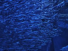 -海合安武汉极地海洋公园