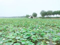 -天津东丽湖风景区