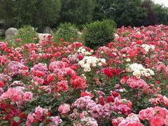 android_upload_pic-中国唐苑