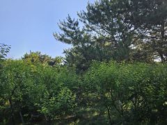 -大兴滨河森林公园