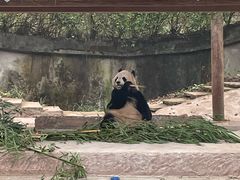 -中国大熊猫保护研究中心雅安碧峰峡基地