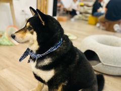 -柴迷FANS CLUB·柴犬狗咖·猫咖