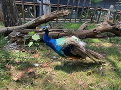 -昆明动物园