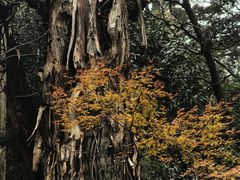 -天目山大树王景区