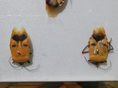 -上海昆虫博物馆