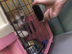 -艾贝尔宠物诊疗