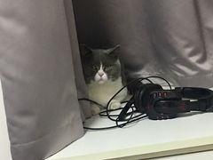 -伟伟宠物医院·CT影像中心·瑞派犬猫综合性门诊(汉口总院)