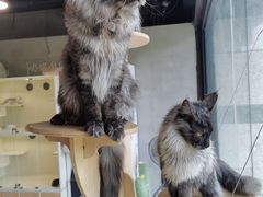 -十年猫舍·猫咪专门店(普陀店)