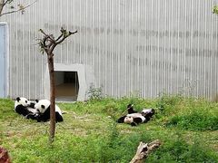 -卧龙中华大熊猫苑神树坪基地