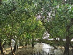 -宝安西湾红树林湿地公园