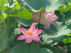 -莲花池公园