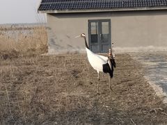 -盐城丹顶鹤湿地生态旅游区