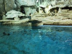 -帝企鹅自助餐厅•儿童岛•真企鹅(长隆企鹅酒店)