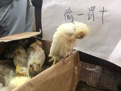 -万商花鸟市场