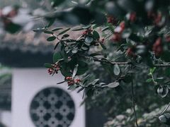 -秋霞圃