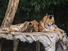 -清迈夜间动物园