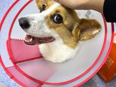 -美联众合动物医院·24h转诊中心