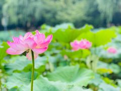 -陈家山荷花公园