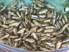 -沿海渔家院海鲜烧烤·东北菜(东戴河店)