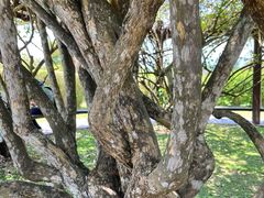 -中国科学院西双版纳热带植物园