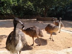 -深圳野生动物园