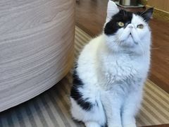 -MOCHA明星猫咖(田子坊店)