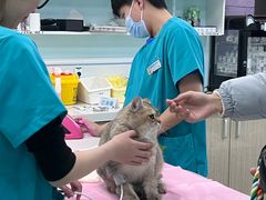 -北京观赏动物医院·24小时大型综合·猫专科·异宠专科
