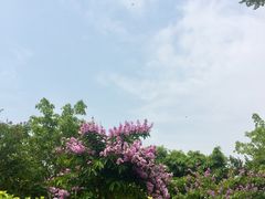 -龙舟池