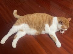 -悠尼宠物·独立低压伊珊娜洗护·美容·寄养(兰谷路店)