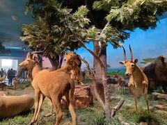 -国家自然博物馆