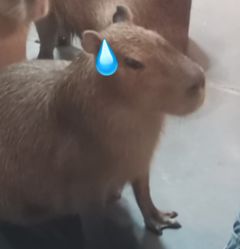 点击看大图 -Zoolung Zoolung动物主题公园(海信广场店)