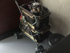 -安安宠医宠物医院·异宠·犬猫内科(岳阳分院)