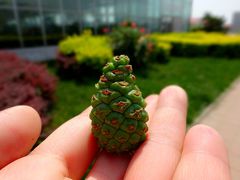 景点-杨柳青园艺科技博览园