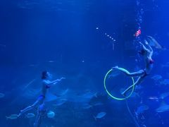 -烟台海昌鲸鲨海洋公园