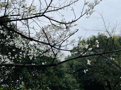 -杭州君悦酒店