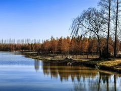 -黄海国家森林公园