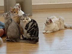-有喵·猫咖·狗咖·30几只猫10只小狗(岗厦店)