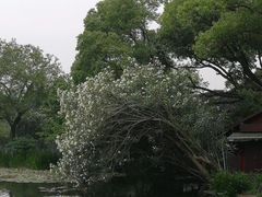 -西湖外事游船(花港观鱼码头)