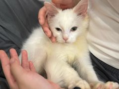 -楼上猫咖(罗湖店)