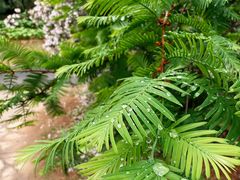 -国家植物园南园